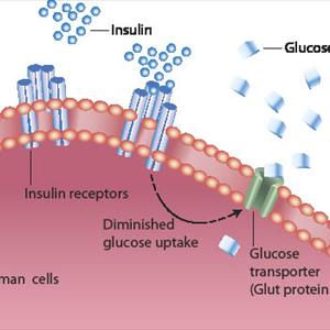 Diabetic Menu - Does A Diabetes Natural Cure Exist? The Truth About Cells, Insulin And Your Diet