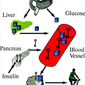 Types Of Diabetes Medicines - Colon Hydrotherapy A New Option In Diabetes Treatment